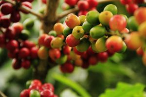 Ripening coffee cherries on a branch in a lush green plantation.