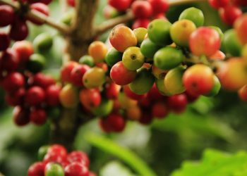 Ripening coffee cherries on a branch in a lush green plantation.