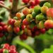 Ripening coffee cherries on a branch in a lush green plantation.