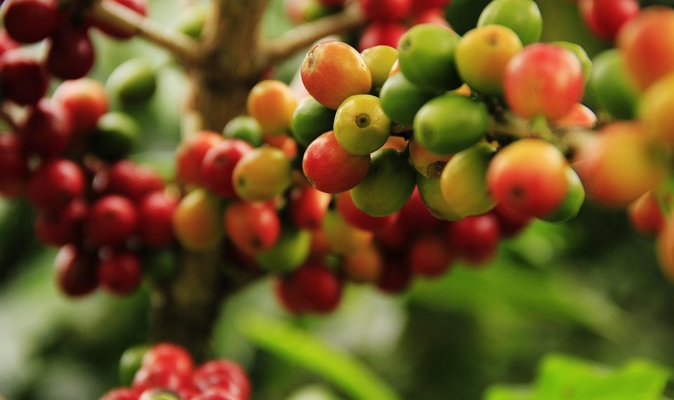 Ripening coffee cherries on a branch in a lush green plantation.