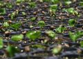 Emerging coffee seedlings in a nursery tray.