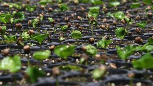 Emerging coffee seedlings in a nursery tray.