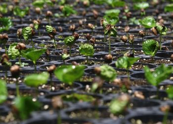Emerging coffee seedlings in a nursery tray.