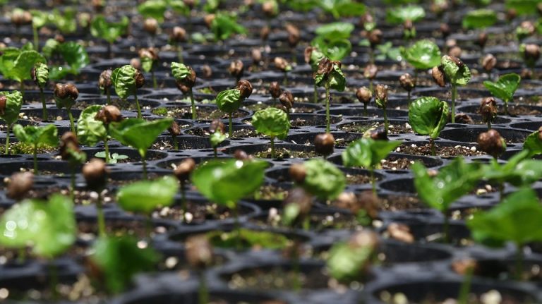 Emerging coffee seedlings in a nursery tray.