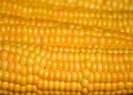 Golden corn kernels in close-up rows.