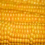 Golden corn kernels in close-up rows.