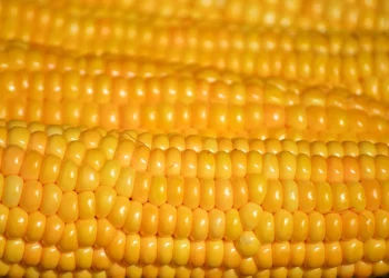 Golden corn kernels in close-up rows.