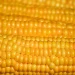 Golden corn kernels in close-up rows.