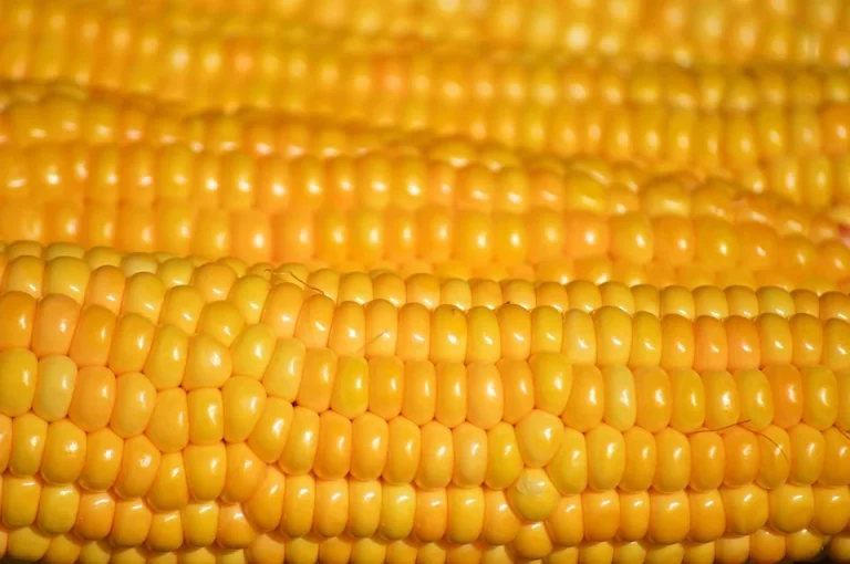 Golden corn kernels in close-up rows.