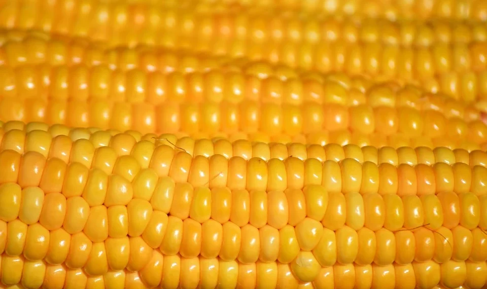 Golden corn kernels in close-up rows.
