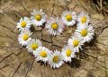 Daisy flowers arranged in a heart shape on a tree stump.