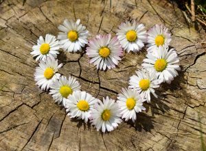 Daisy flowers arranged in a heart shape on a tree stump.