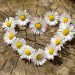 Daisy flowers arranged in a heart shape on a tree stump.
