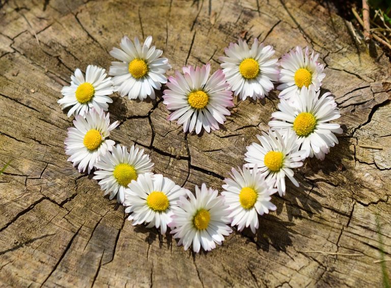 Daisy flowers arranged in a heart shape on a tree stump.
