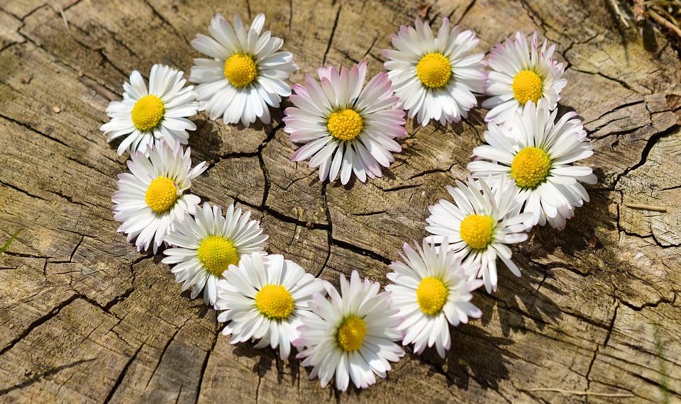 Daisy flowers arranged in a heart shape on a tree stump.