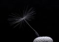 Single dandelion seed against black background.