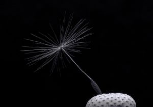 Single dandelion seed against black background.