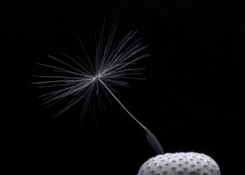 Single dandelion seed against black background.