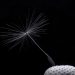 Single dandelion seed against black background.