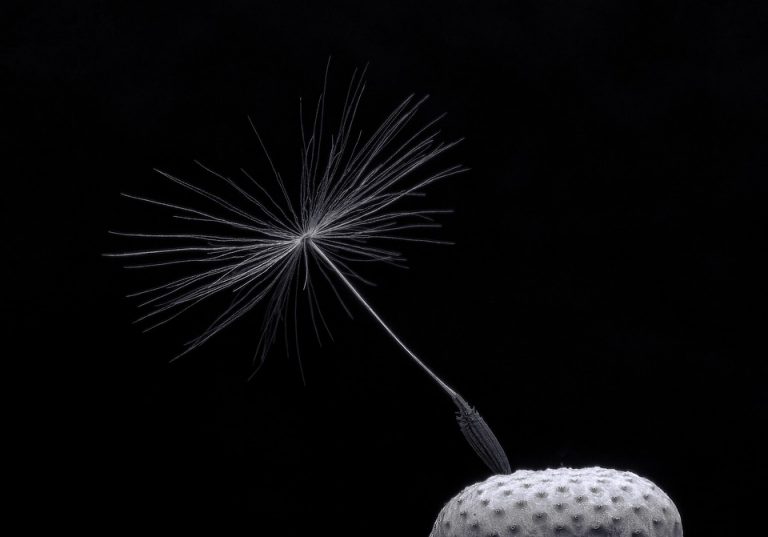 Single dandelion seed against black background.