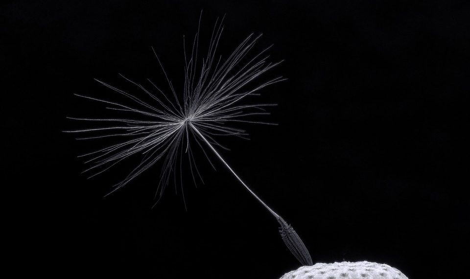 Single dandelion seed against black background.