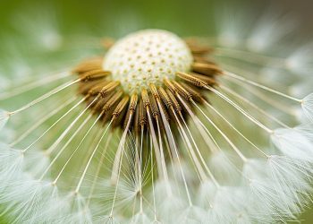 Dandelion seeds radiating from the center in close-up detail.