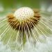 Dandelion seeds radiating from the center in close-up detail.