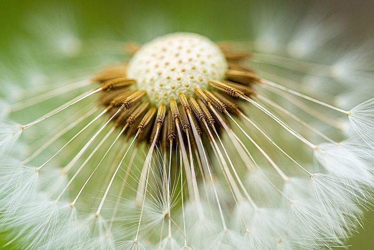 Dandelion seeds radiating from the center in close-up detail.
