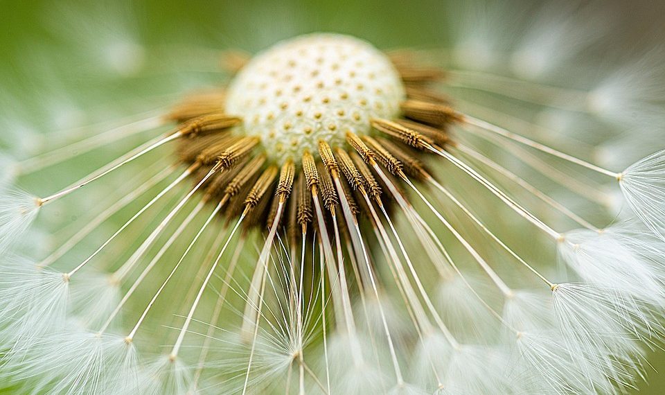 Dandelion seeds radiating from the center in close-up detail.