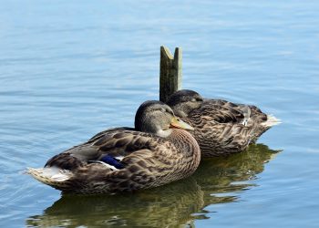 Two ducks resting on calm water.