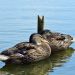 Two ducks resting on calm water.