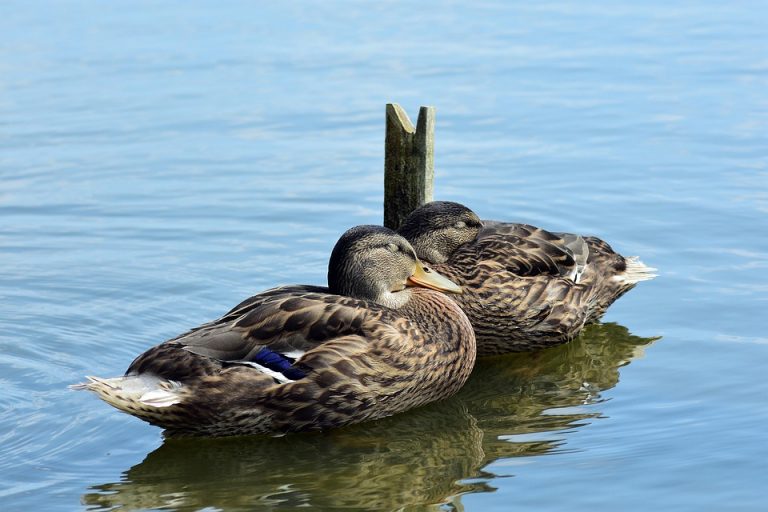 Two ducks resting on calm water.