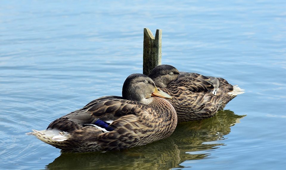 Two ducks resting on calm water.