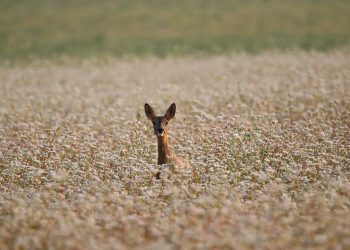 Deer standing in a flower-filled field.