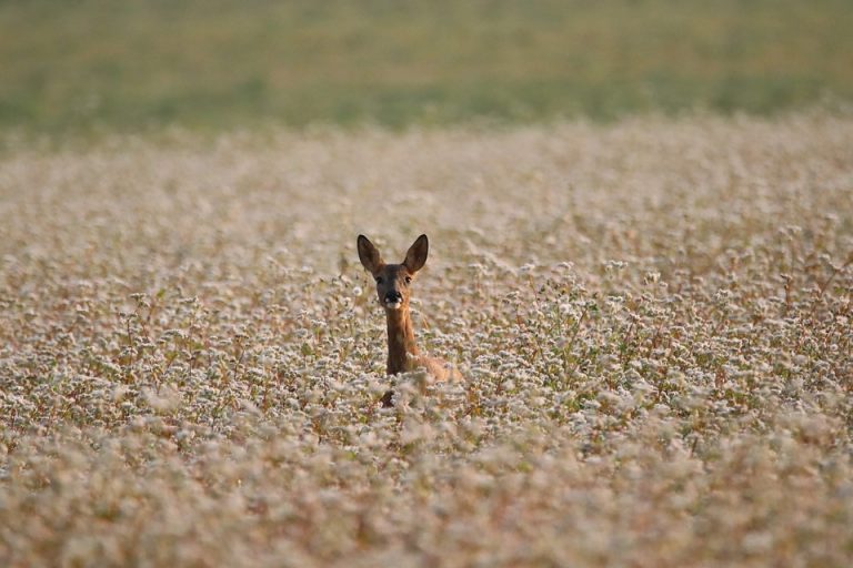 Deer standing in a flower-filled field.