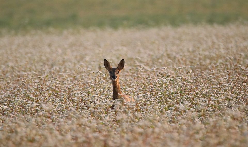Deer standing in a flower-filled field.
