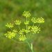 Yellow dill flowers bloom against a green background.