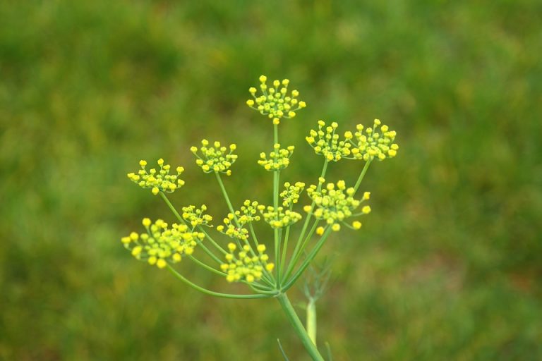 Yellow dill flowers bloom against a green background.