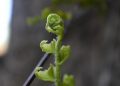 Young fern frond unfurling in spring.