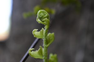 Young fern frond unfurling in spring.