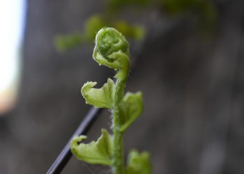 Young fern frond unfurling in spring.