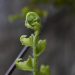 Young fern frond unfurling in spring.