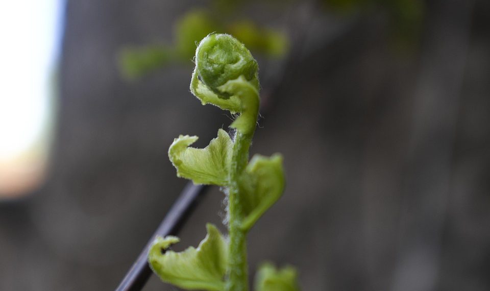 Young fern frond unfurling in spring.