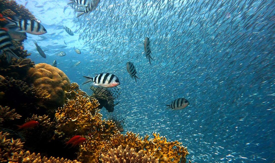 Colorful fish swimming over vibrant coral reef.