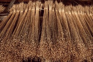 Dried flax bundles hanging for processing.