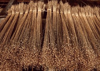 Dried flax bundles hanging for processing.