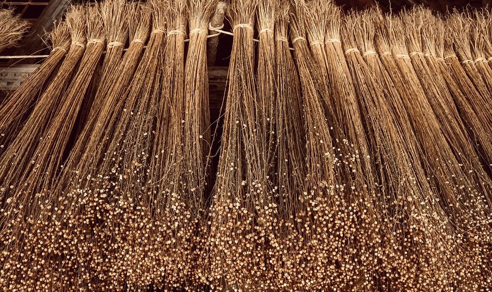 Dried flax bundles hanging for processing.