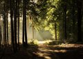 Sunlight filtering through forest trees onto a dirt path.