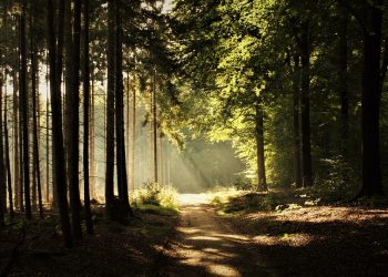 Sunlight filtering through forest trees onto a dirt path.