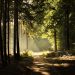Sunlight filtering through forest trees onto a dirt path.